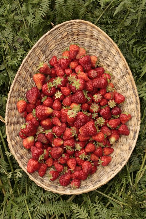 Cascina Foresto Bed & Breakfast Cossato Екстериор снимка